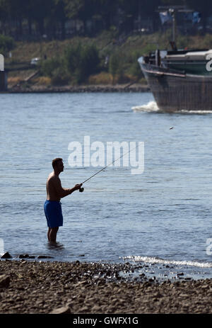 Ein Mann Angeln am Ufer des Rheins, Köln, Deutschland, 13. September 2016. Die anhaltende Hitzewelle und die zusätzlichen Dürre haben versunkenen der Wasserstand des Rheins. Foto: Henning Kaiser/dpa Stockfoto