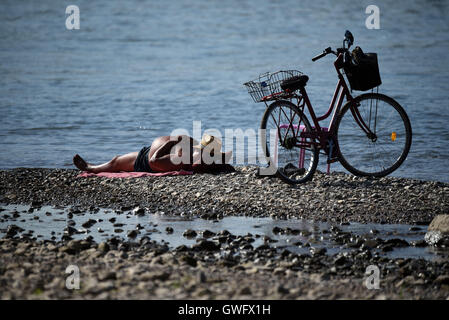 Ein Mann auf einer kleinen Insel am Flussufer des Rheins, Köln, Deutschland, 13. September 2016 Sonnenbaden. Die anhaltende Hitzewelle und die zusätzlichen Dürre haben versunkenen der Wasserstand des Rheins. Foto: Henning Kaiser/dpa Stockfoto