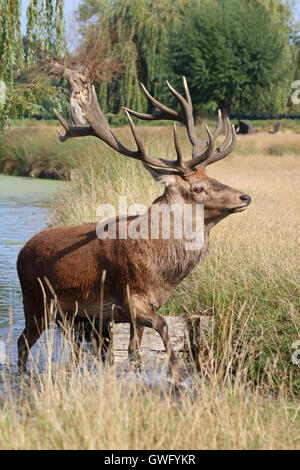 Bushy Park, SW-London, UK. 13. September 2016. Einen prächtigen Hirsch Hirsch am Bushy Park, schlagen die Royal Deer Park im Süden von London, als Temperaturen 32 Grad in der September-Sonne. Stockfoto