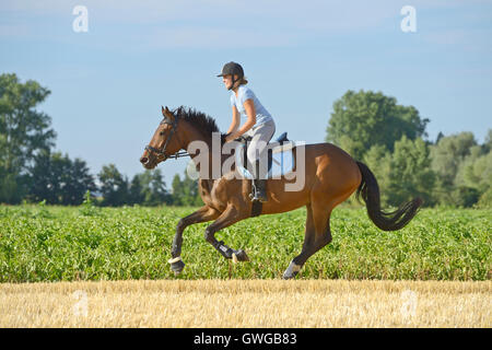 Bayerische Warmbllod. Junge Reiter auf Rückseite ein Bucht Pferd im Galopp in einem Stoppelfeld. Deutschland Stockfoto