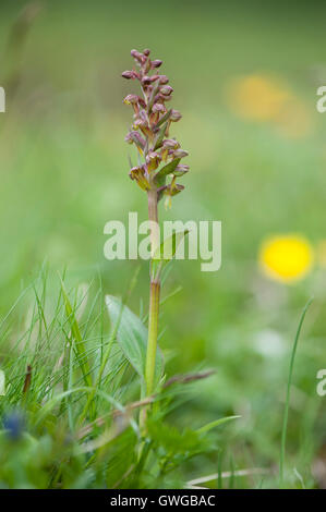 Frosch-Orchidee (Dactylorhiza Viridis, Coeloglossum Viride), blühende Pflanze, Deutschland Stockfoto
