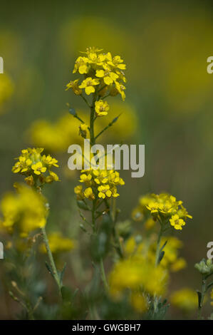 Schleichende Basket of Gold (Alyssum Montanum SSP. Gmelinii). glotzenden Stiele. Deutschland Stockfoto