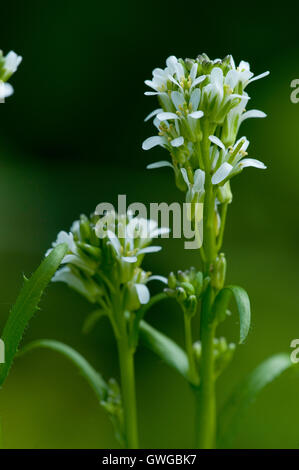 Pfeil-leaved Rock-Kresse (Arabis Sagittata), blühenden Stengel Stockfoto