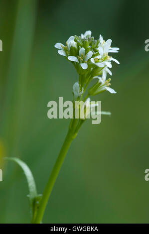 Pfeil-leaved Rock-Kresse (Arabis Sagittata), blühenden Stengel Stockfoto