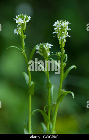 Pfeil-leaved Rock-Kresse (Arabis Sagittata), blühende Stiele. Deutschland Stockfoto