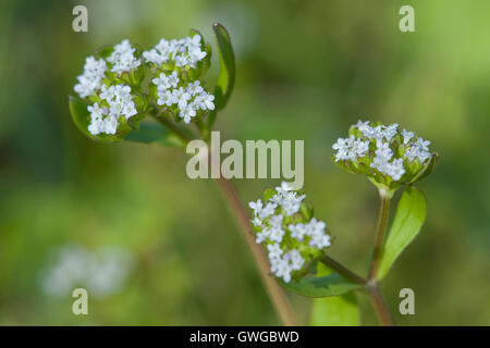 Feldsalat, des Lammes Lattuce (Valerianella Locusta), blühend. Deutschland Stockfoto