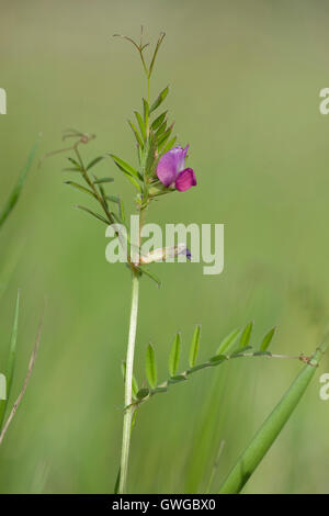 Garten-Wicke (Vicia Angustifolia), Blüte Stiel. Deutschland Stockfoto