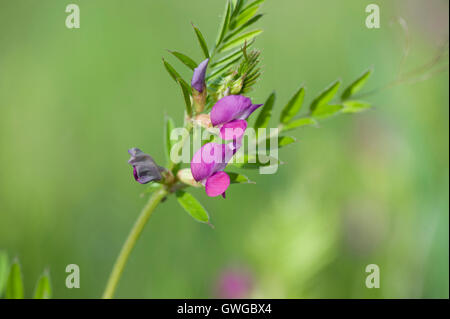 Garten-Wicke (Vicia Angustifolia), Blüte Stiel. Deutschland Stockfoto