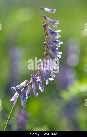 Futter-Wicke (Vicia Villosa SSP Villosa), Blüte Stiel. Deutschland Stockfoto