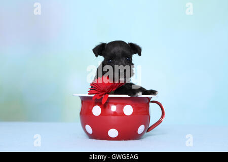 Zwergschnauzer. Welpen in einem roten Nachttopf mit weißen Tupfen. Studio Bild vor einem hellblauen Hintergrund. Deutschland Stockfoto