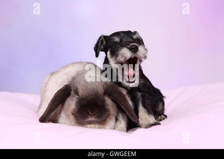 Zwergschnauzer. Welpen und Zwerg-Kaninchen, Mini Lop auf einer rosa Decke. Studio Bild vor einem lila Hintergrund. Deutschland Stockfoto