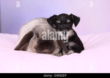 Zwergschnauzer. Welpen und Zwerg-Kaninchen, Mini Lop auf einer rosa Decke. Studio Bild vor einem lila Hintergrund. Deutschland Stockfoto