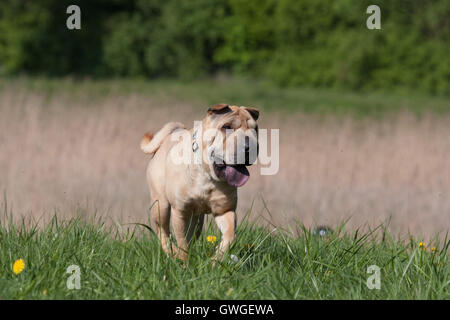 Chinesische Shar-Pei. Erwachsener Hund läuft auf einer Wiese. Deutschland Stockfoto