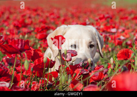 Labrador Retriever. Erwachsener Hund in eine blühende Mohn Außendienst Deutschland Stockfoto