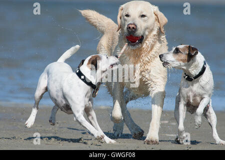 Labrador Retriever und zwei Parson Russell Terrier spielen am Strand. Deutschland Stockfoto