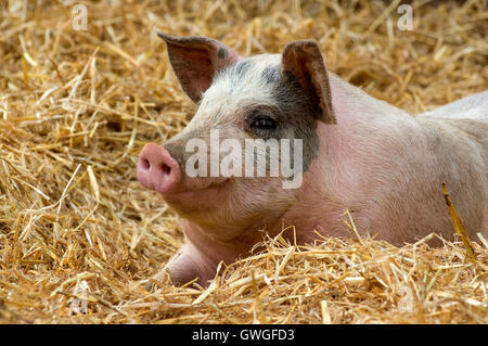 Hausschwein, Gloucester alten Spot Schwein ruht auf Stroh. Great Britain Stockfoto