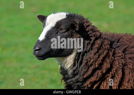 Balwen Welsh Mountain Sheep. Porträt von Erwachsenen. Wales, Großbritannien Stockfoto