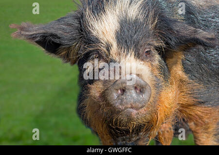 Kunekune Schwein. Porträt des Mannes. Great Britain Stockfoto