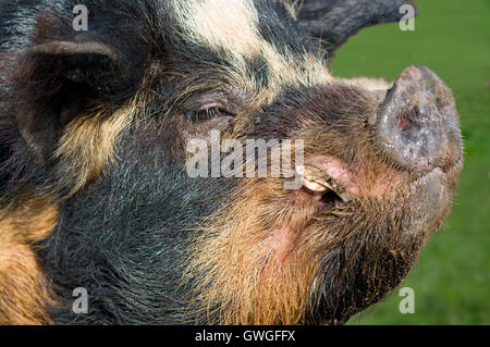 Kunekune Schwein. Porträt des Mannes. Great Britain Stockfoto