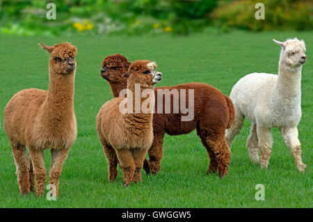 Alpaka (Vicugna Pacos). Vier Erwachsene in verschiedenen Farben auf einer Weide. Deutschland Stockfoto