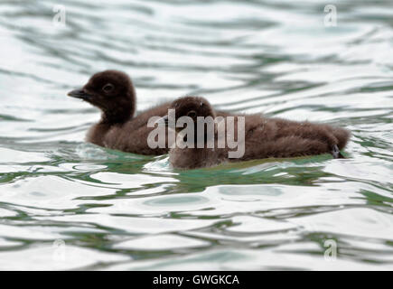 Great Northern Diver (Common Loon) - Gavia Immer - Küken Stockfoto