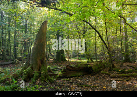 Defekte alte Baum Moos eingewickelt liegen und Sonne über in herbstliche Landschaft Laub stehen, Białowieża Wald, Polen, Europa Stockfoto