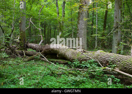 Herbstliche Laub Stand mit toter Baum ging teilweise in Vordergrund, Białowieża Wald, Polen, Europa Stockfoto