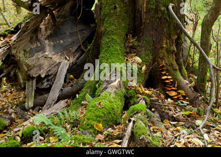 Teilweise abgelehnte stumpf mit Pilz in Herbst, Wald von Białowieża, Polen, Europa Stockfoto