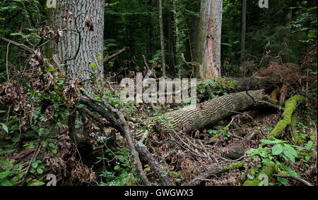 Sommergrüne Stand von Białowieża Wald im Sommer mit tot gebrochen Eichen im Vordergrund, Białowieża Wald, Polen, Europa Stockfoto