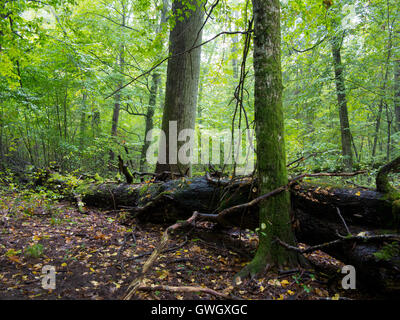 Alten Hainbuche Moos eingewickelt Baum und gebrochenen Eiche in schattigen reichen Laub-Stand im Herbst Morgenlicht, Białowieża Wald, Polen, Europ Stockfoto