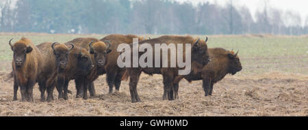 Europäische Bison Herde im Winter Schnee-weniger gegen Kiefern Morgen Stockfoto