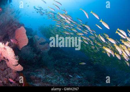 Schöne Unterwasser Riff-Landschaft mit großen gelben Schnapper und Gorgonien Fächerkorallen. Stockfoto