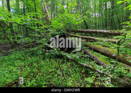 Toten Hainbuche liegend Moos eingewickelt unter Laubbäumen im Sommer Białowieża Wald, Polen, Europa Stockfoto