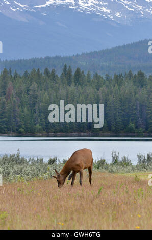 Elche oder Wapiti - Cervus canadensis Stockfoto