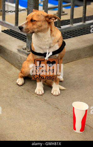 Der traurigen einsamen Hund auf Straße Stockfoto