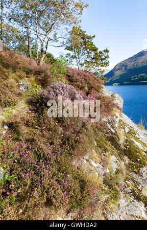 Heather auf Hügel von Glen Coe, Schottland Stockfoto