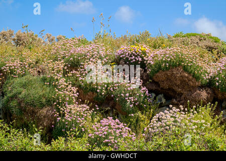 Armeria Maritima oder Meer Sparsamkeit Blüte Anfang Juni auf eine Felswand, Cornwall, England UK Stockfoto