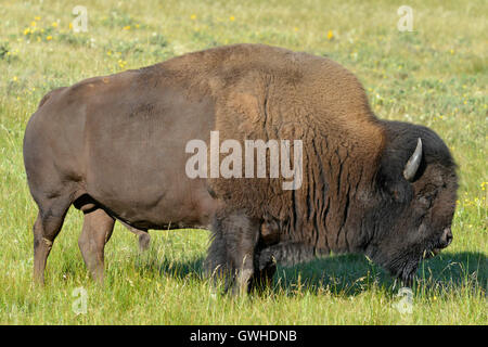 Bison - Bison Bison Bison. Waterton, Kanada. Stockfoto