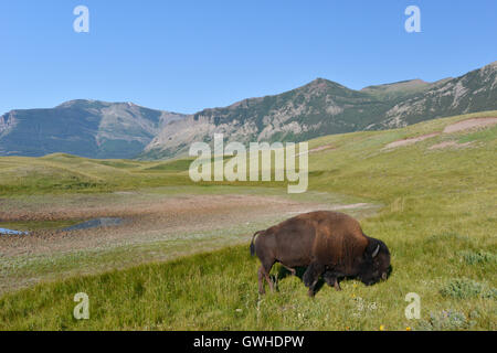Bison - Bison Bison Bison. Waterton, Kanada. Stockfoto