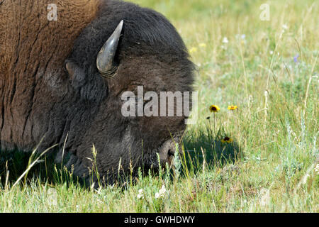 Bison - Bison Bison Bison. Waterton, Kanada. Stockfoto
