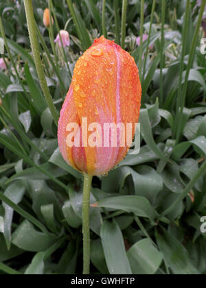 Regentropfen auf die rosa und gelben Tulpen im Garten Stockfoto