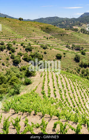 Weinberge im Priorat Wein Region von Spanien, Nord-westlich von Porrera, Tarragona, Katalonien, Spanien Stockfoto