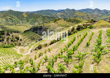 Weinberge im Priorat Wein Region von Spanien, Nord-westlich von Porrera, Tarragona, Katalonien, Spanien Stockfoto