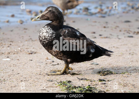 Eiderente auf gemeinsame Strand in Northumberland-England-Großbritannien Stockfoto