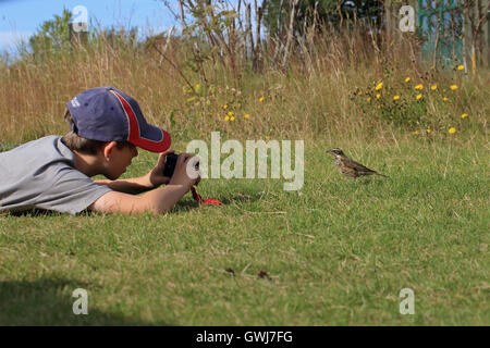 Rotdrossel (Turdus Iliacus Coburni) Stockfoto