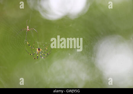 Eine Nahaufnahme von 2 kleinen gelben und schwarzen Spinnen auf einer Webseite mit einem wunderschön verschwommenen Hintergrund. Stockfoto
