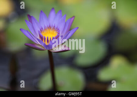 Eine einzelne lila Seerose wächst aus dem Wasser, umgeben von den grünen Blättern. Stockfoto