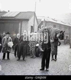 1940er Jahre, historische, tierische Trainer Kaye Barfield mit einem großen Tiger über seinen Schultern, als Menschen betrachten. Stockfoto