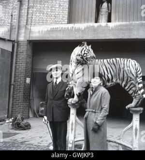 1940er Jahre, historische, Animal Trainer Kaye Burkhard mit seiner Frau Flormie mit Tiger. Burkhard war einer der Gründer der amerikanischen Sektion der wohlwollenden Bestellung von Tiger, einer Organisation der Zirkus Männer. Stockfoto