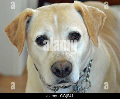 Gesamte Gesicht Porträt von einem hellen farbigen Hund mit braunen Augen.  Hund ist ein gelber Labrador Rasse weiblich gemischt. Stockfoto